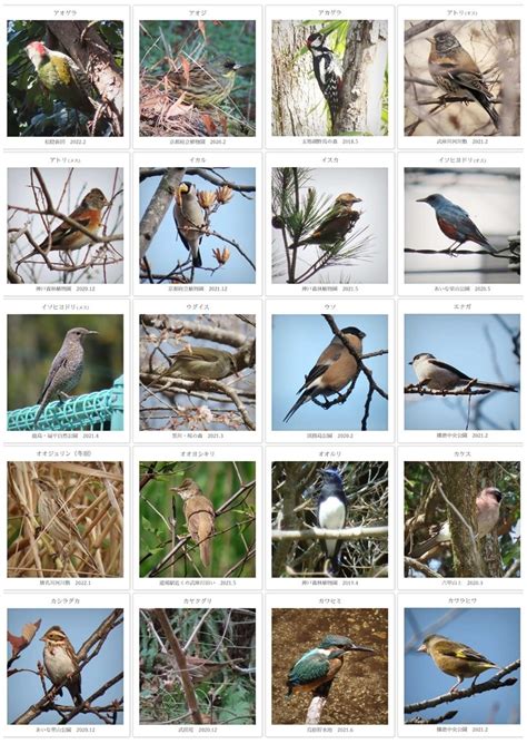 鳥種類|野鳥図鑑（野鳥の種類、名前）